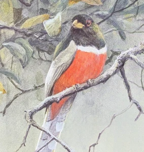 Robert Bateman PAINTED REDSTART Vintage Wildlife Book Plate Art Print 11 - Picture 1 of 4