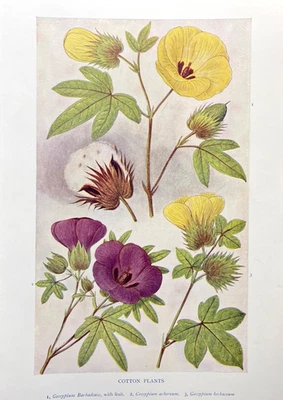 Placa de ilustración a color antigua con estampado botánico flores de plantas de algodón Foto 1 de 4