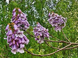 Paulownia kawakamii SAPPHIRE DRAGON TREE SEEDS! - Picture 1 of 1