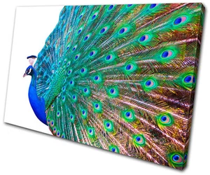Tiere Pfauenfedern EINZELNE LEINWAND WANDBILD Bild Druck VA - Bild 1 von 1