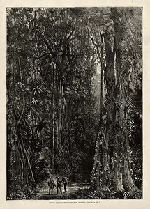 ENORME ÁRBOL DE GOMA ANTIGUO DE LA INDIA en DENSO ENTORNO FORESTAL Historia del Látex 1875 - Imagen 1 de 1