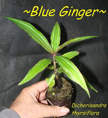 ~SAPPHIRE BLUE GINGER~ Gorgeous Dichorisandra thyrsiflora Small STARTER PLANT - Image 1 of 4