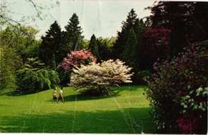 New London Connecticut College Caroline Black Botanical Garden Chrome Postcard - Picture 1 of 2