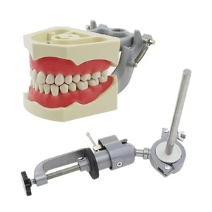 Columbia Dentoform Dental Typodont Model 32pcs Removable Teeth Soft Gingiva Pole - Picture 1 of 59