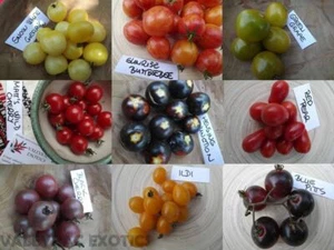 Surtido de tomate cereza - 9 variedades - 45+ semillas - ¡VARIEDADES INCREÍBLES! I. V 171 - Imagen 1 de 10