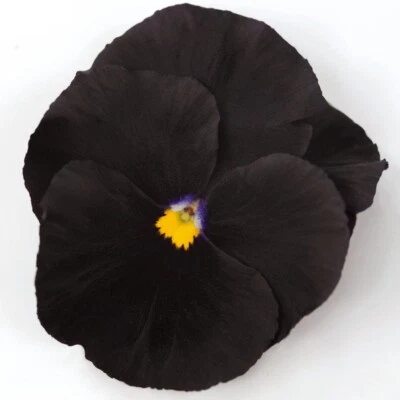 25+ PANSY ATLAS NEGRO Cara más grande sobre negros, semillas comestibles de flores de viola Foto 1 de 3