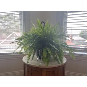 Boston Fern Indoor/Outdoor Plant in 10 in. Hanging Grower's Pot. - Picture 1 of 8