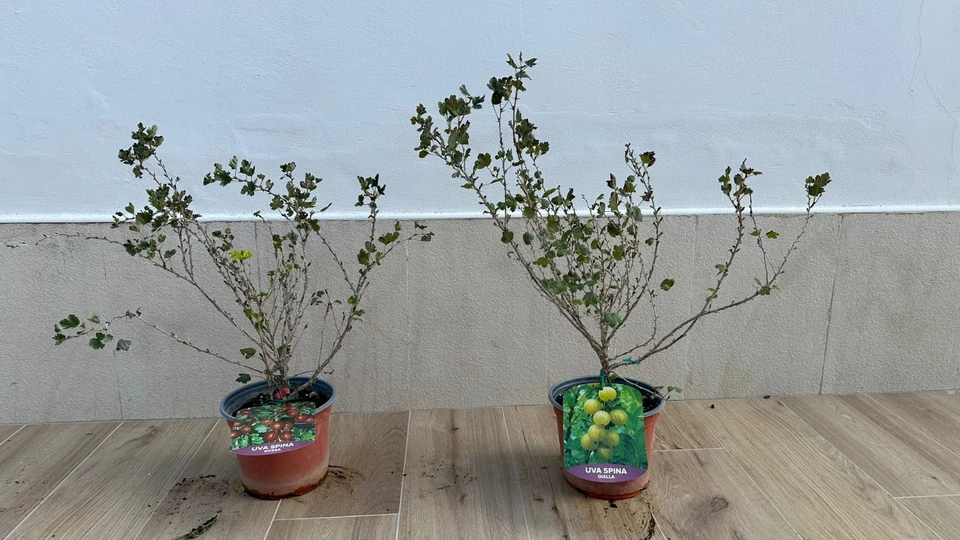 Pianta di Uva Spina. 2 colori a scelta: bianca e rossa. frutti di bosco in vaso - Immagine 1 di 4