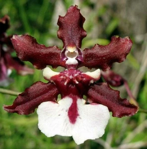 Onc Sharry Baby 'Sweet Fragrance' AM/AOS, orchid plant - Picture 1 of 5