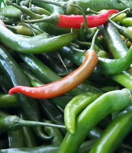 30-40 lange Chili Peperoni Samen Saatgut Sämereien Ernte 2024 milde Schärfe, NEU - Bild 1 von 2