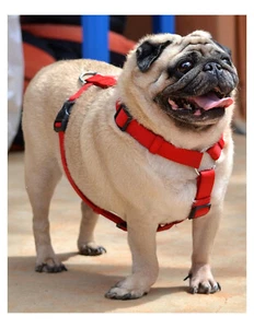 "White Pug Dog - Impresión fotográfica 8x10 en 8,5"" x 11" - Imagen 1 de 1