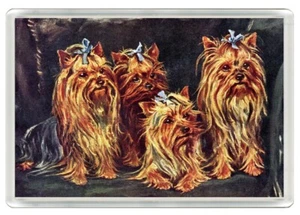 YORKSHIRE TERRIER HUNDE GRUPPE HUND KUNSTDRUCK NEUHEIT KÜHLSCHRANKMAGNET TOLLES GESCHENK - Bild 1 von 1