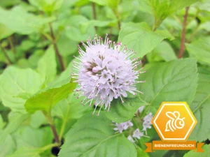 Wasserminze - Mentha aquatica Teichpflanze Wasserpflanze Sumpfpflanze Uferpflanz - Bild 1 von 5