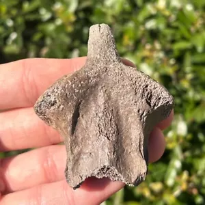 RARE Smilodon Saber Cat Axis Vertebrae Bone Fossil Ice Age Carnivore Florida - Picture 1 of 10