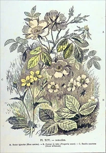BOTANIQUE, HERBIER - ROSACÉES: ÉGLANTIER, FRAISIER & BENOÎTE - Gravure 19e s. - Picture 1 of 3