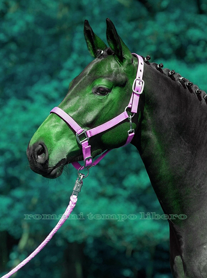 Kappzaum Cali Für Pferde IN Nylon Doppel Anpassung Headcollars Halfter - Bild 1 von 1