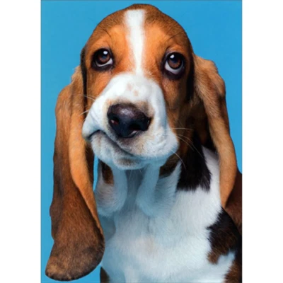Feel Better/ Get Well Greeting Card - Frowning Beagle Dog - Image 1 of 2