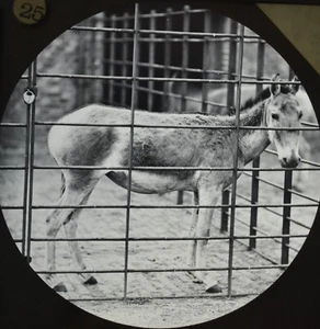 Syrische wilde Ass Hemippe AUSGESTORBENE Laterne Dia Foto London Zoo ZSL c1870 York - Bild 1 von 3