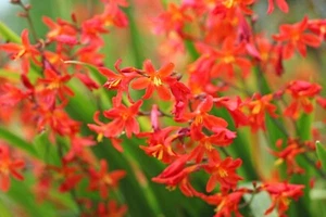 10 x Crocosmia CARMINE BRILLIANT Bulbs Garden Spring Summer Flowering Perennial - Picture 1 of 8