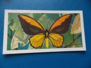 Great Britain Brooke Bond original 1964 teacard "Butterflies of the World" No.19