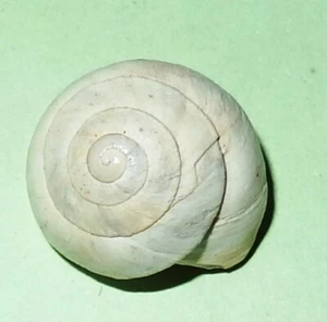 Sphincterochila candidissima- Spanish Land Snail Shell 16.5mm  F++ - #6638 - Picture 1 of 2