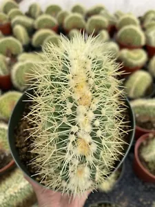 Rare Crested Golden Barrel Cactus | Live Plant | Unique Indoor Succulent - Picture 1 of 4