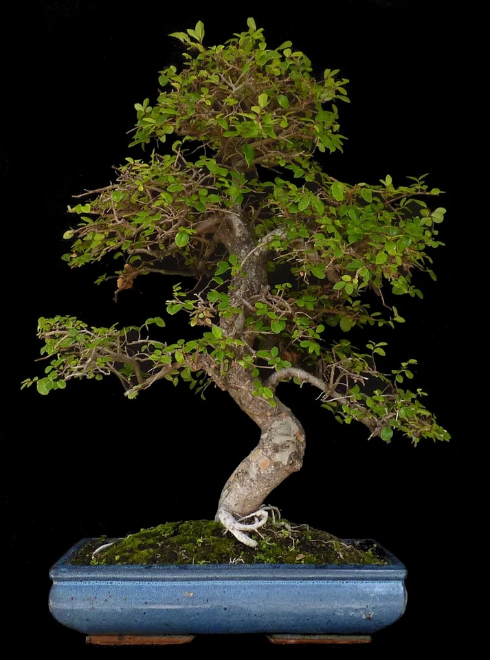 Bonsai - Ulmus parvifolia - Chinesische Ulme - 65 cm - #0140 - Bild 1 von 1