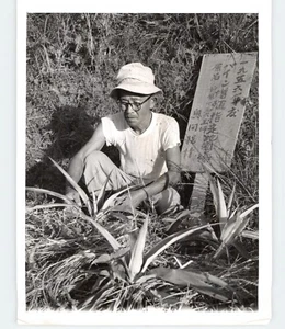 Shinjo Okuma en la planta de piña en la granja en la posguerra OKINAWA 1956 foto de prensa - Imagen 1 de 2