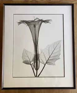 Vintage Original X-Ray Datura Flower Framed Photograph Signed by André Bruwer - Picture 1 of 11