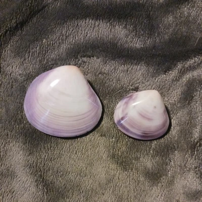 2 Hand Polished Violet Purple Saltwater Clamshell Beach Nautical Table Decor - Image 1 of 4