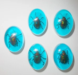 Insect Cabochon Shining Leaf Beetle Oval 18x25 mm blue on white 5 pieces Lot - Picture 1 of 8