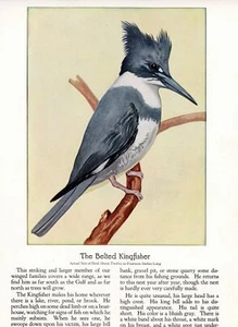 1930 Vögel - Eisvogel mit Gürtel auf einer Seite und brauner Thrasher auf einer Seite - Bild 1 von 2