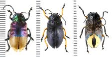 Promechus sp. - Chrysomelidae from Kainantu, Papua New Guinea, PNG MIX