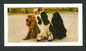 COCKER SPANIEL 1961 HORNIMANS TEA COLLECTABLE DOG TRADE CARD #14 - Picture 1 of 2