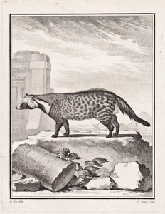 Zibet Civet gato cibeta grabado Buffon grabado 1780 grabado en cobre - Imagen 1 de 1