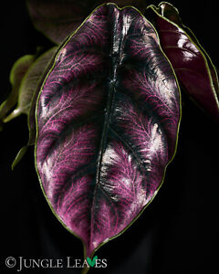Alocasia azlanii | pinke Blattadern purpurrote Blätter mittelgroß rare Aroid