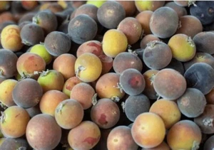 Gooseberry (Dovyalis hebecarpa) Ketembilla Ceylon-Barbed Berry Cranberr 15 Seeds - Picture 1 of 1