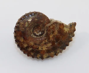 Ammonit, Distichoceras bicostatum, Jura, Callov, Wehingen, Deutschland -k300 - Picture 1 of 4