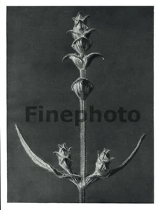 1929 Vintage KARL BLOSSFELDT Original Botanical Plant Salvia Sage Stem Photo Art - Picture 1 of 1