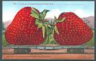 ???? c1910 A Carload of Mammoth Strawberries from Train Flatcar  USA Postcard