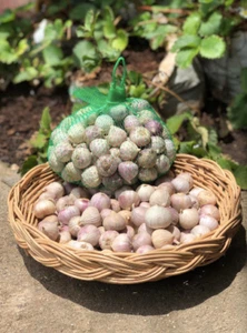 300 g. ingle Clove Garlic, Solo Garlic, Heirloom Herbs From Thailand - Picture 1 of 5