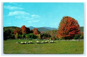 Grüße aus Oakfield NY Genesee Co. New York Chrom Postkarte Schafe Herbst C1 - Bild 1 von 2