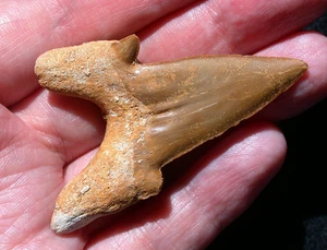Excelente diente de tiburón fósil Otodus grande Megalodon Ancestor 2,28 pulgadas color tostado - Imagen 1 de 11