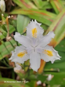 Plants- Iris evansia hybrid 'Tomah Smiles' Seedling F2 - Picture 1 of 4