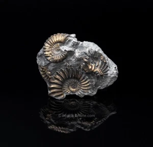 Fossil Pyritized Ammonite Pleuroceras Jurassic Germany 2725 - Picture 1 of 2