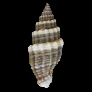 VEXILLUM MUTABILE (Liloan, Philippines) 13.8mm #47590 - Picture 1 of 3