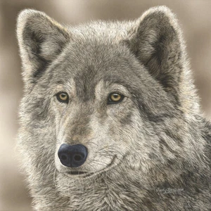 Judy Larson EL LOBO DE JUEGO, lienzo giclee WOLF - Imagen 1 de 1