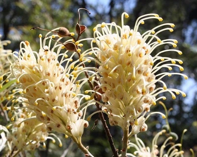 WHITE FLOWERING SILKY OAK SEEDS GREVILLEA BANKSII HARDY NATIVE - Image 1 of 2