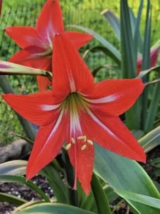 Hippeastrum Morning Princess: 5 Bulbs For $250 Free Postage - Bild 1 von 5