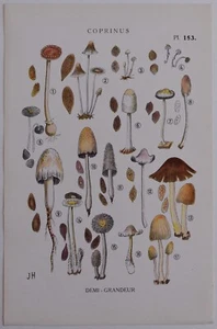 Mycologie Coprinus Gravure couleur de 1919 champignons - Bild 1 von 2